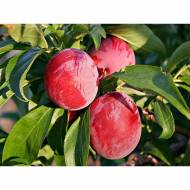 Саджанець Колоновидний гібрид слива-персик Сливовий НЕКТАР